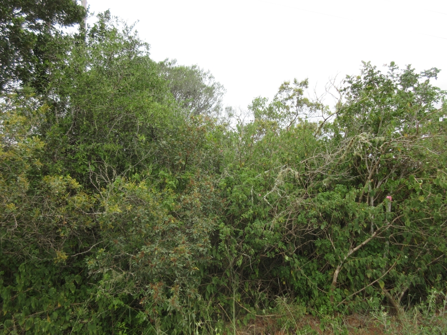 0 Bedroom Property for Sale in Bathurst Eastern Cape